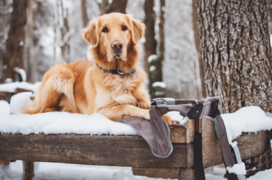 Adapting Rehabilitation Routines for Arthritic Pets in Winter