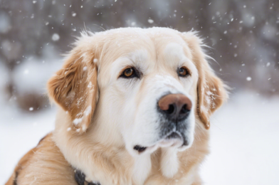 Protecting Senior Pets From the Dangers of Winter Weather